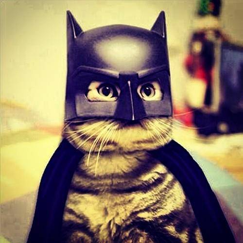 chat deguisement batman